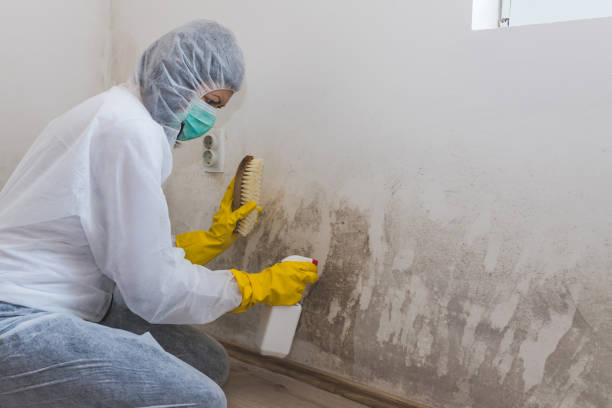 Mold Documentation for Insurance Claims in Jamestown, NC