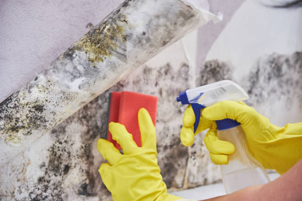 Why You Should Choose Our Mold Remediation Services in Jamestown, NC